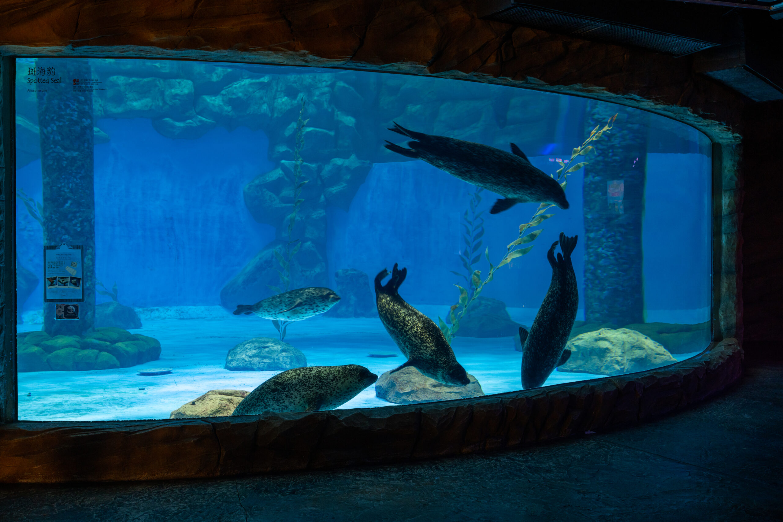 earless seal swim in aquarium 2025 04 02 14 29 10 utc scaled